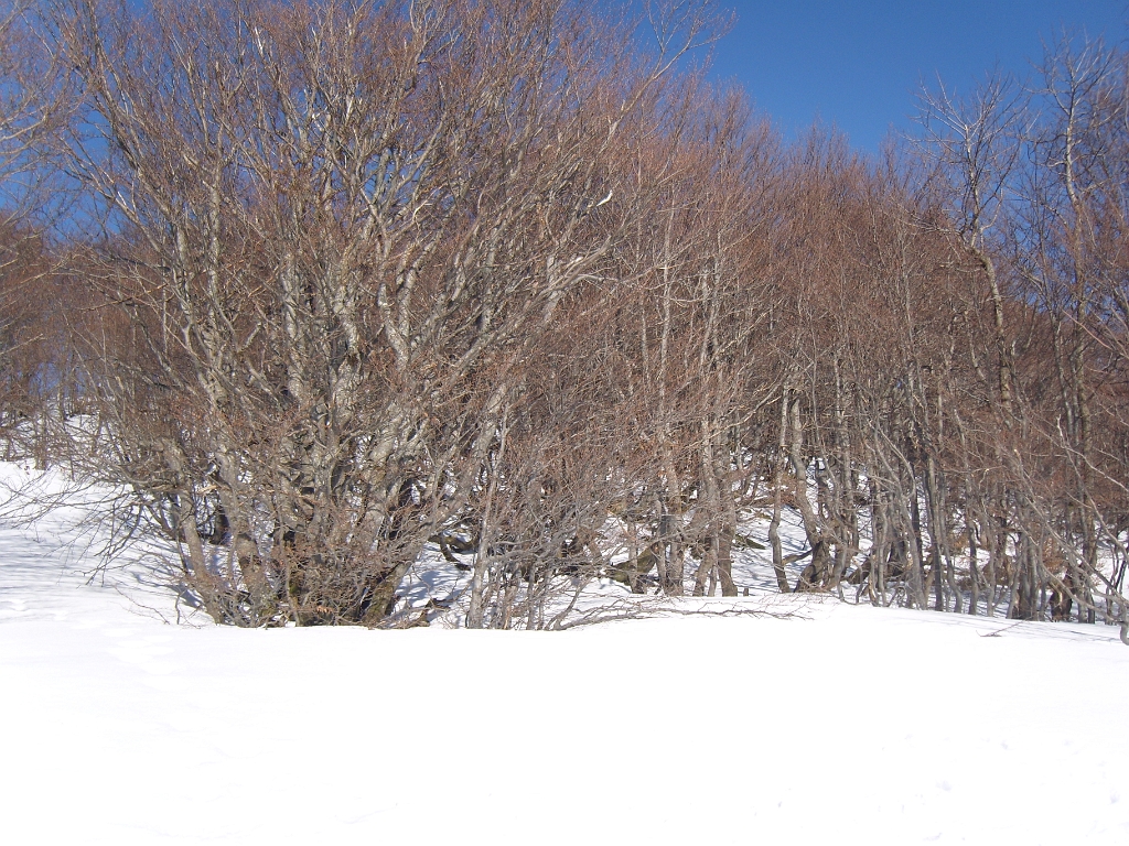 Les arbres étranges du Ballon d'Alsace, petits et biscornus du fait des dures conditions climatiques régnant au sommet.JPG